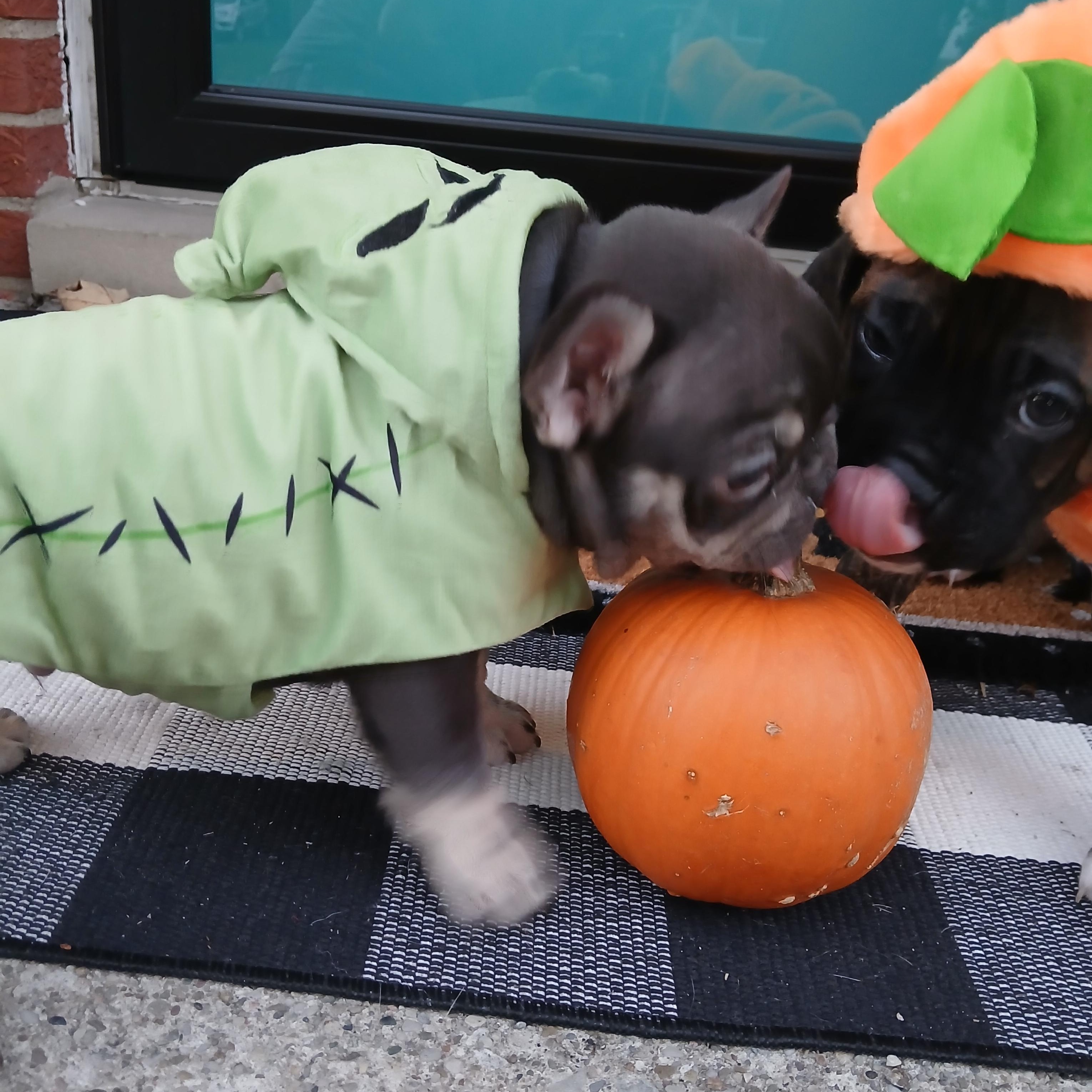 Enlarge Merlin, a Adoptable French Bulldog in Elyria, OH image 3/3