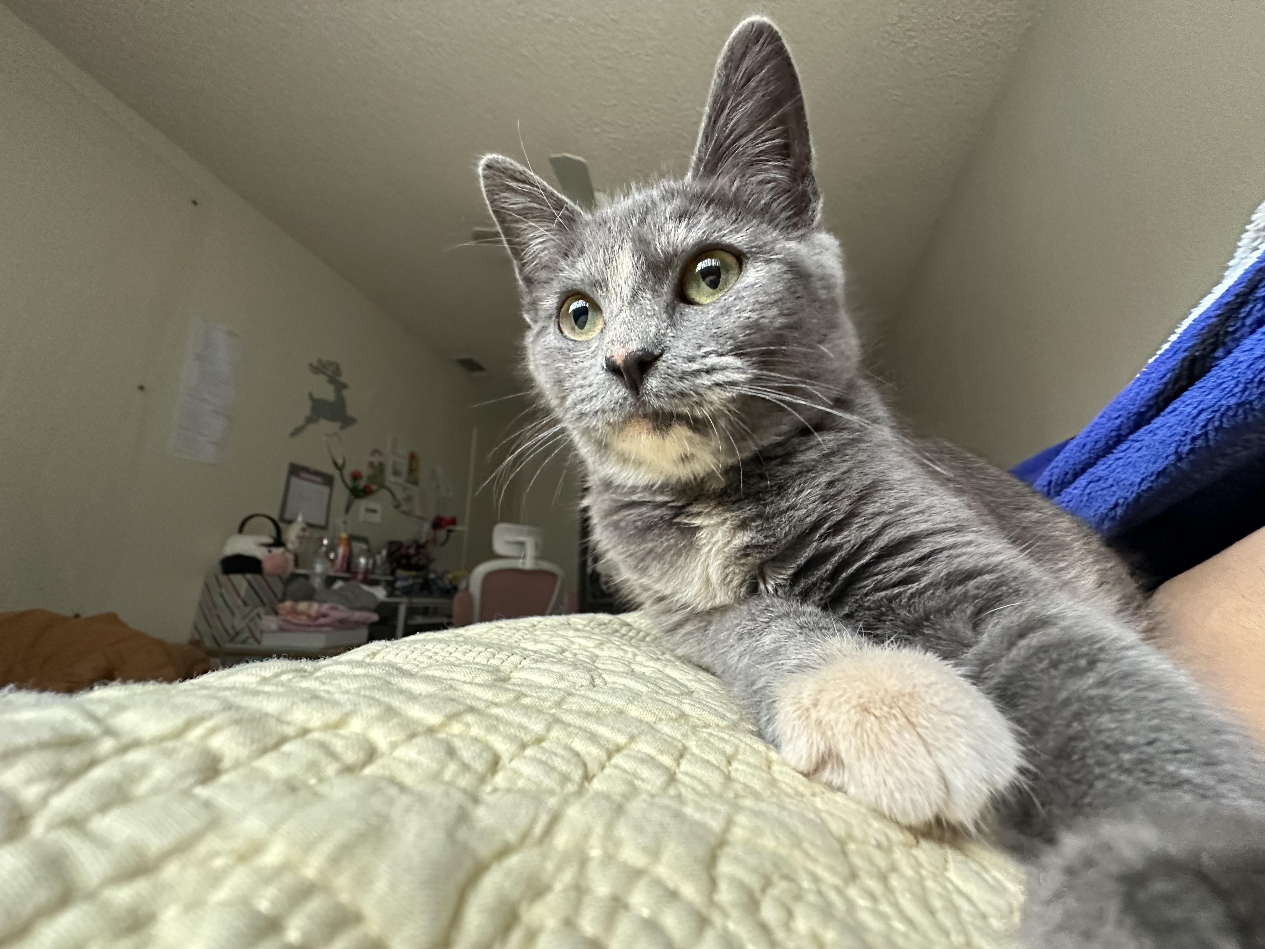 Enlarge Puff, an adopted Domestic Short Hair in Davis, CA image 1/5