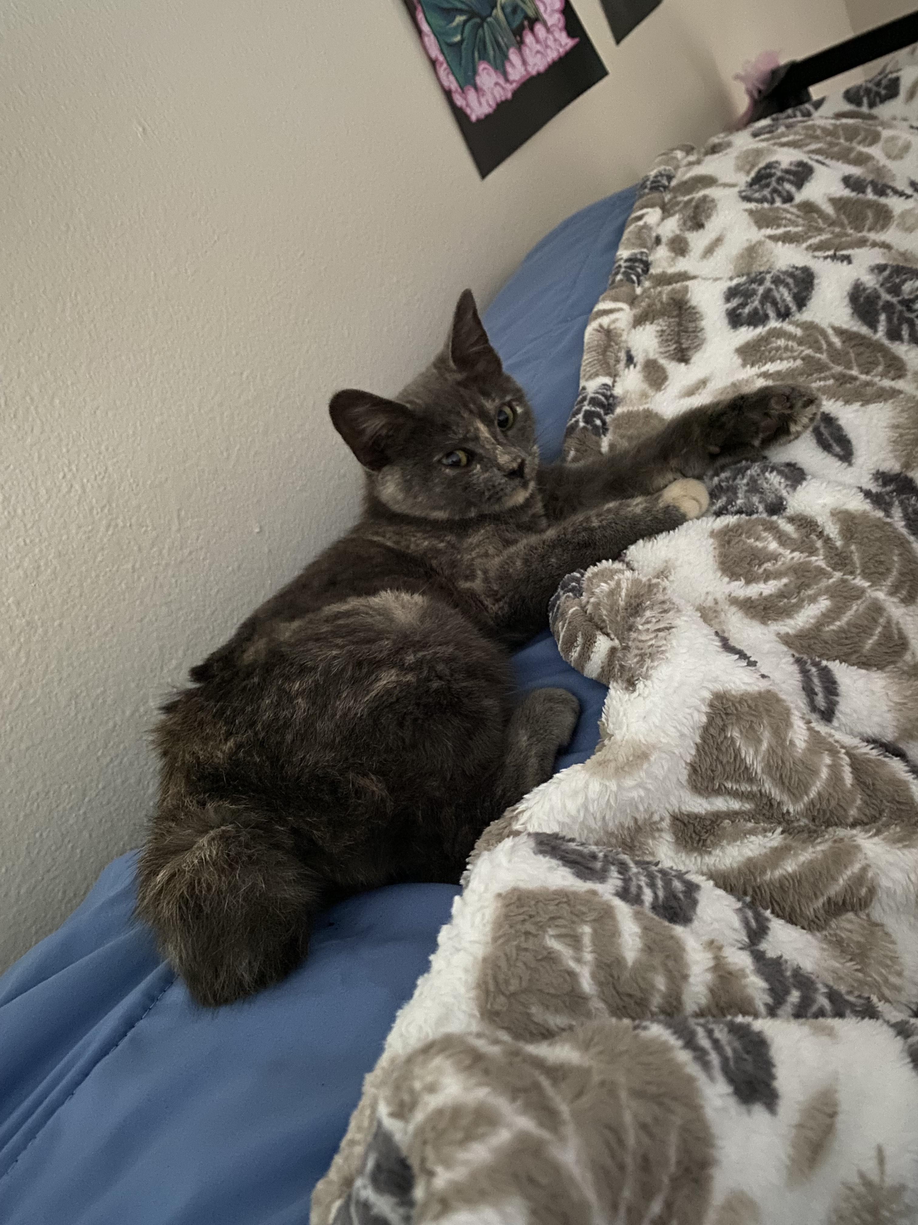 Enlarge Puff, an adopted Domestic Short Hair in Davis, CA image 2/5