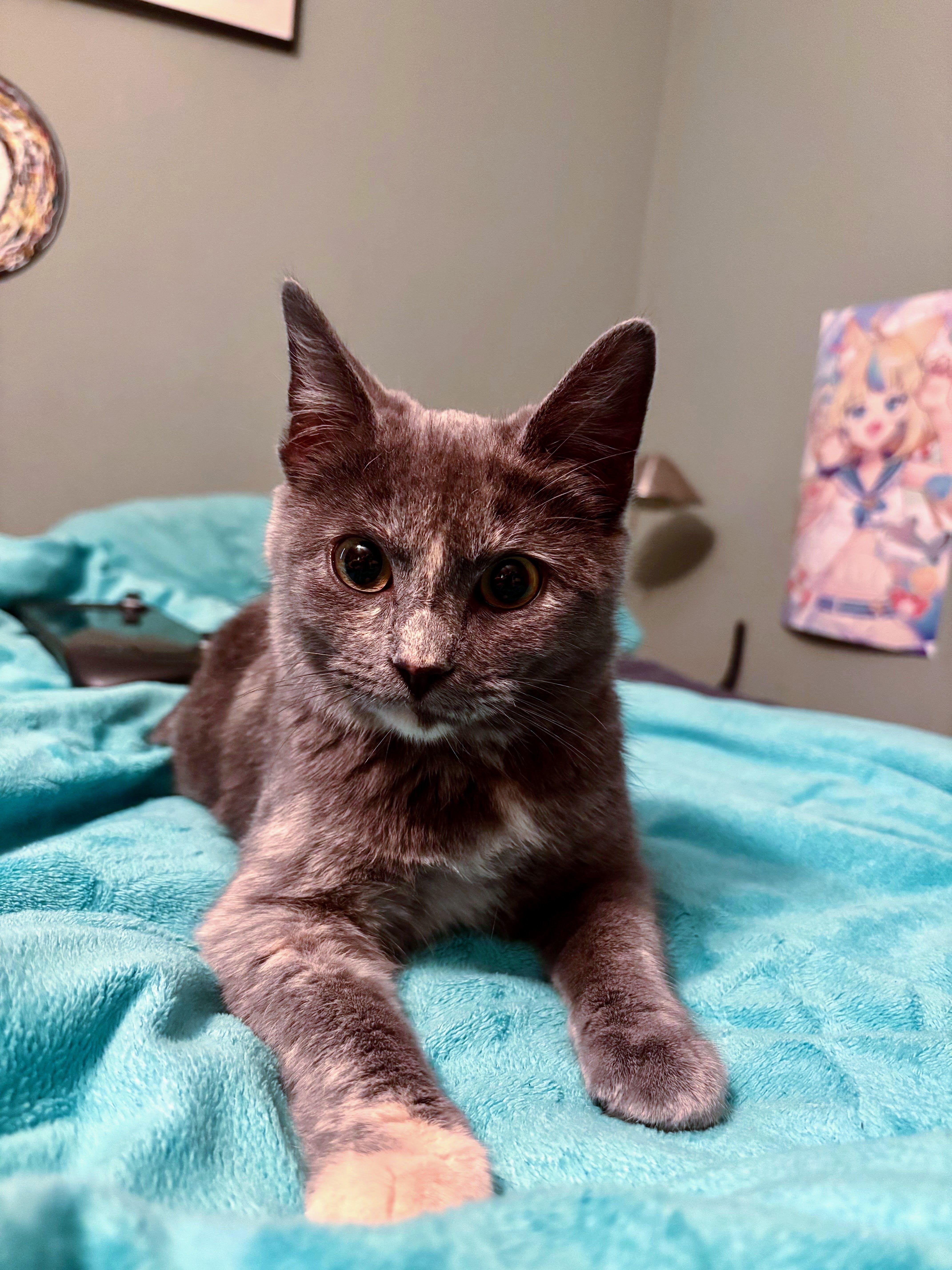 Enlarge Puff, an adopted Domestic Short Hair in Davis, CA image 3/5