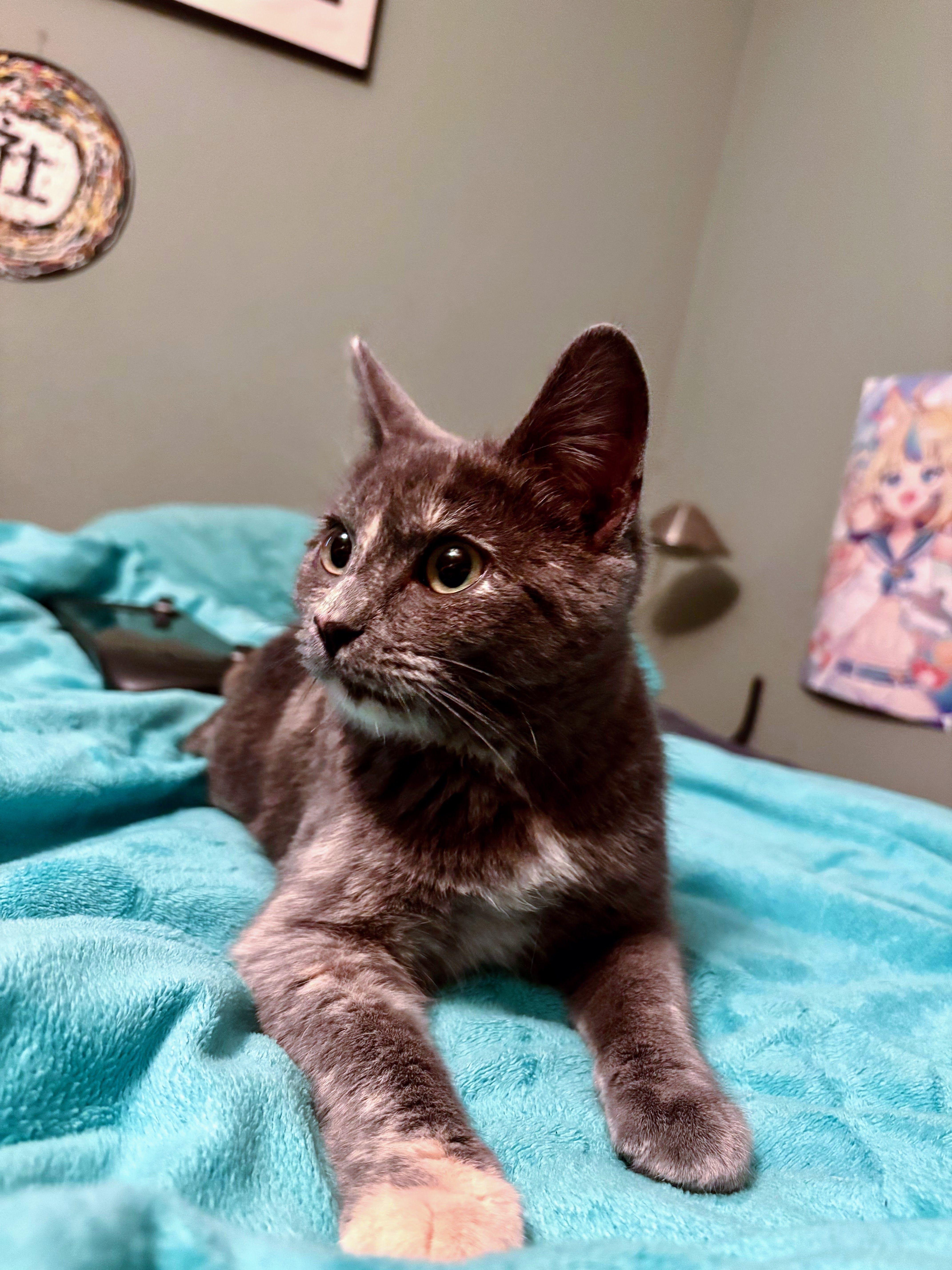 Enlarge Puff, an adopted Domestic Short Hair in Davis, CA image 4/5