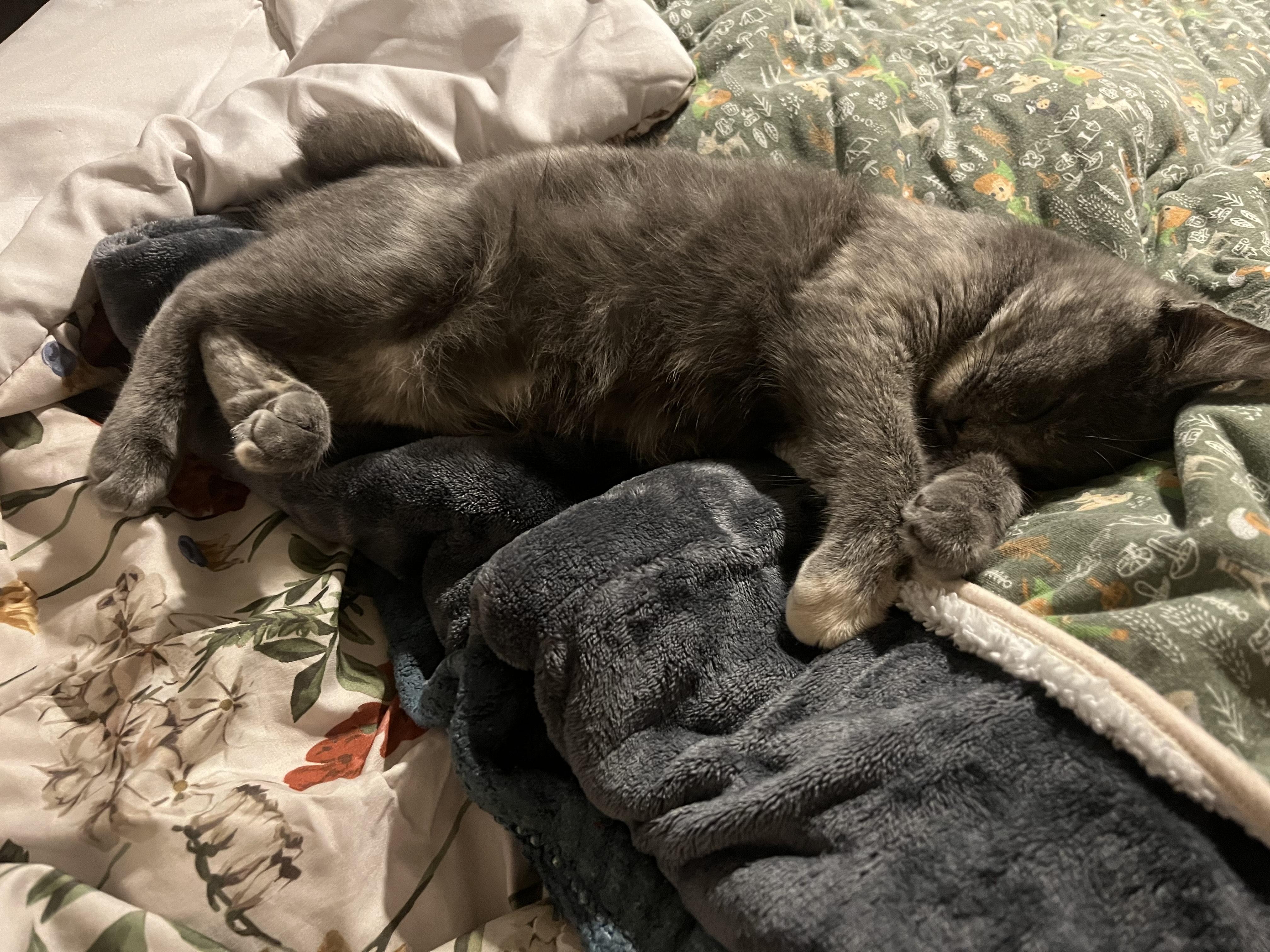 Enlarge Puff, an adopted Domestic Short Hair in Davis, CA image 5/5