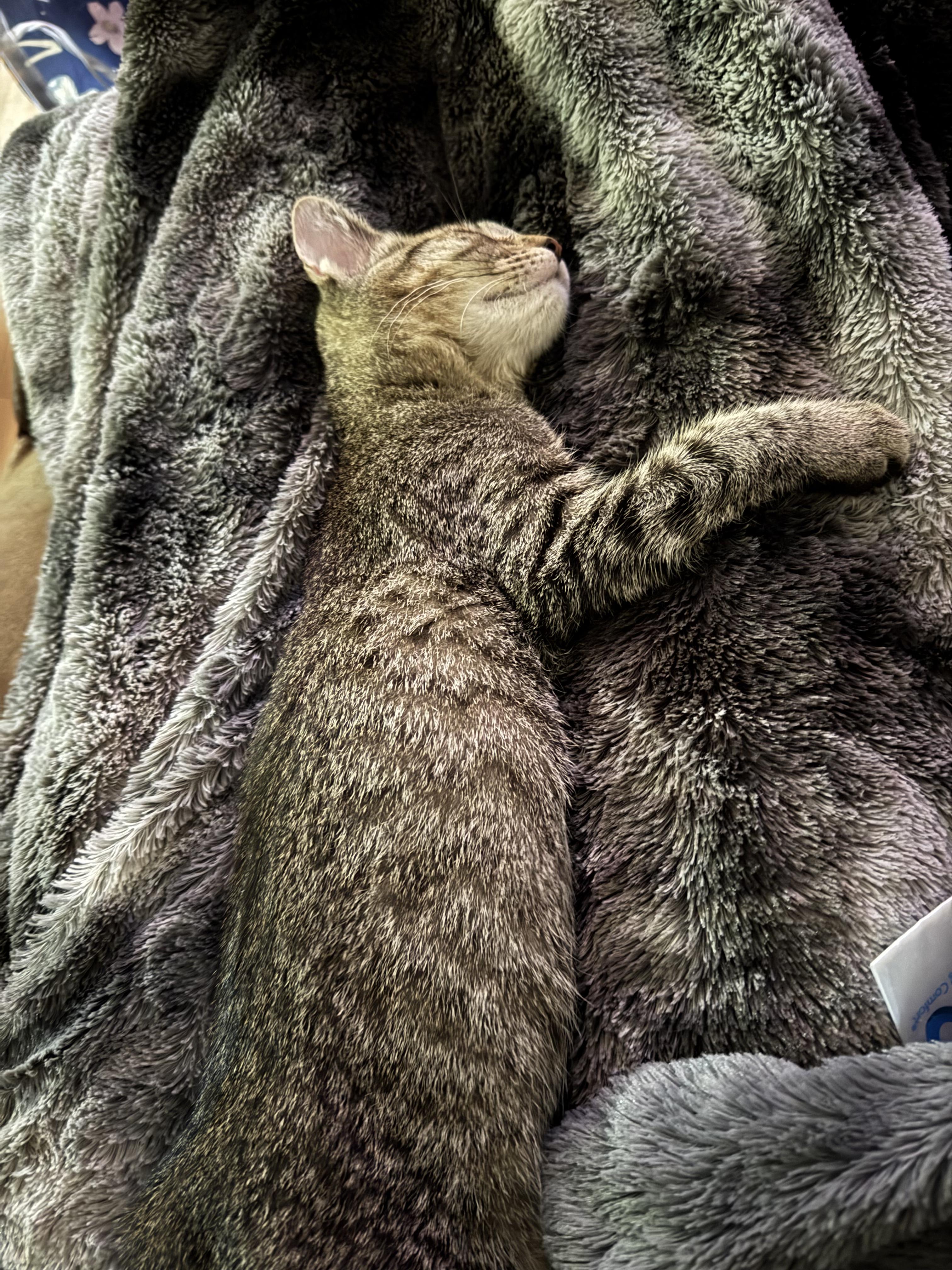 Dudley, a ADOPTABLE Domestic Medium Hair in Muncie, IN image 2/2