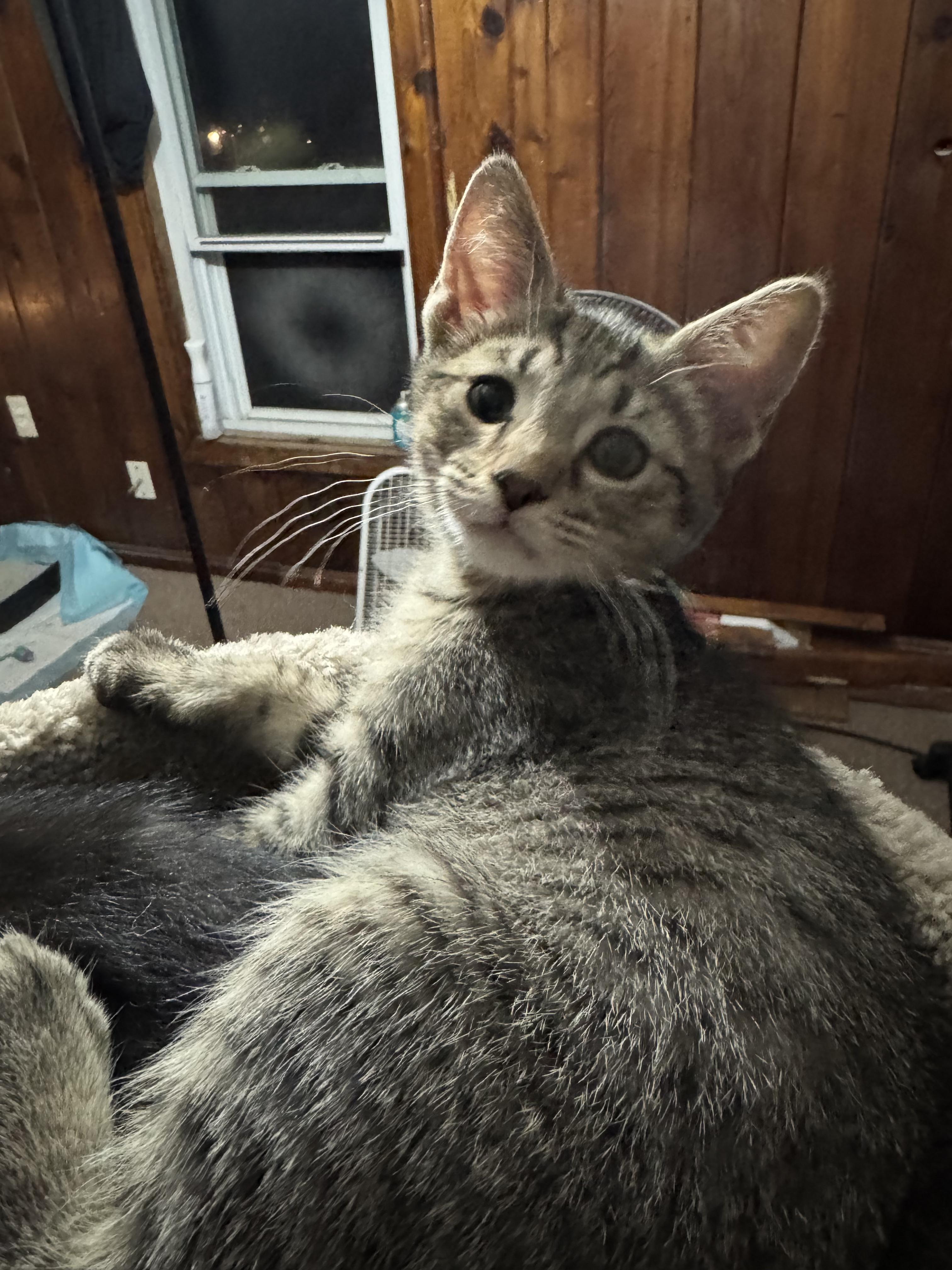 Dudley, ADOPTABLE, Kitten Male Domestic Medium Hair.