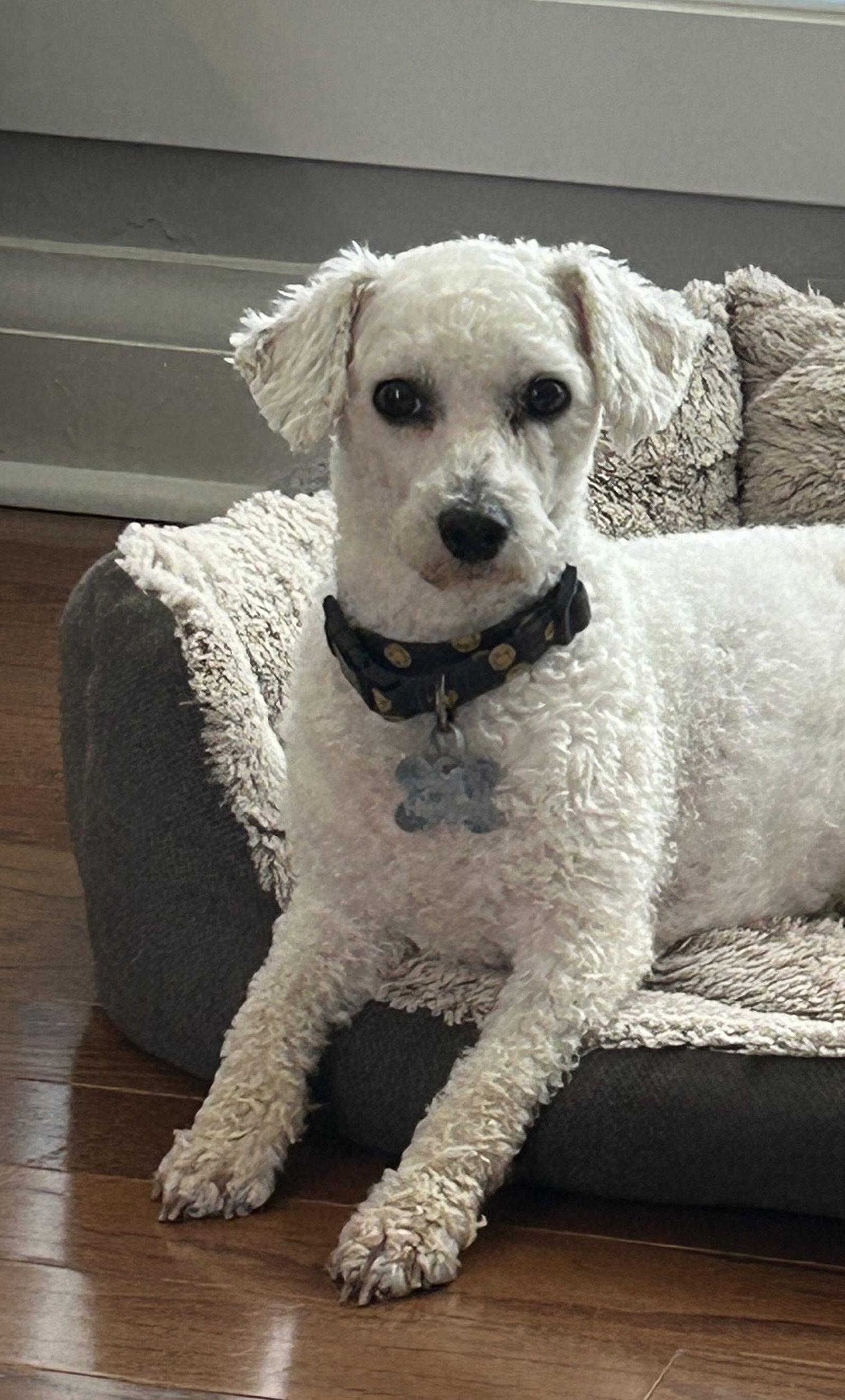 Enlarge Popcorn 4839, a Adoptable Bichon Frise in Pickering, ON image 1/3