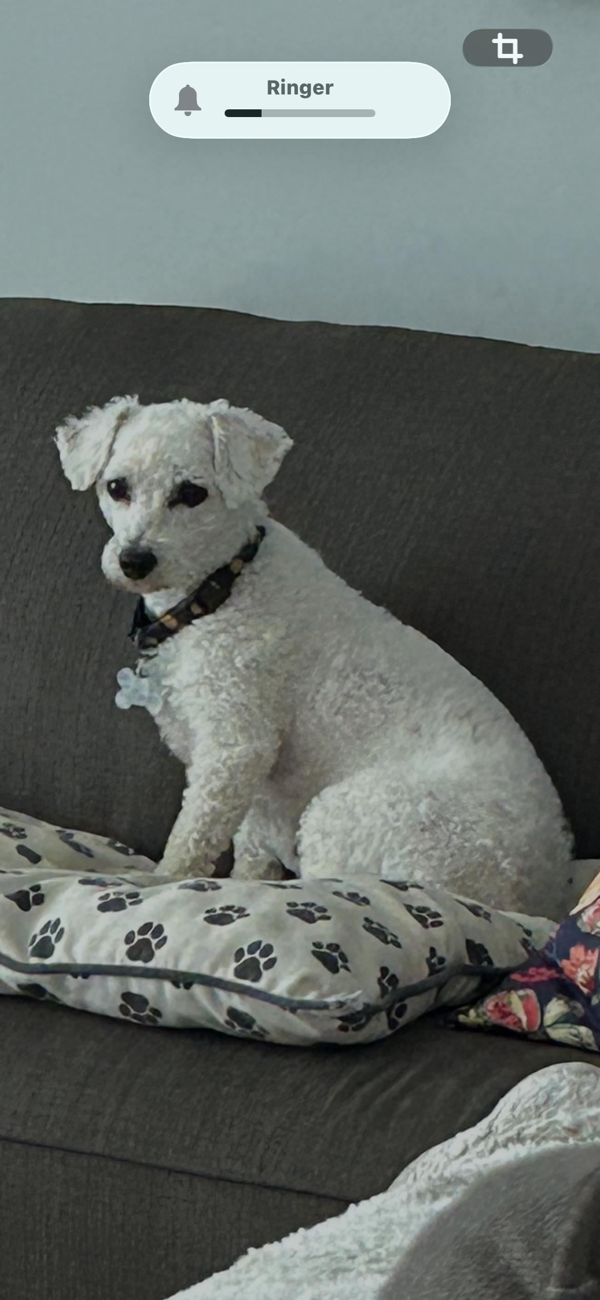 Enlarge Popcorn 4839, a Adoptable Bichon Frise in Pickering, ON image 2/3