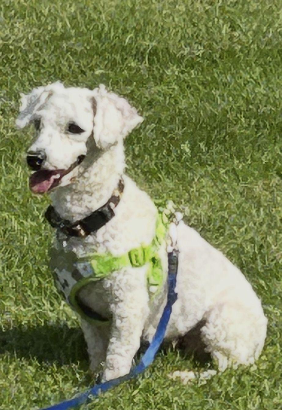 Enlarge Popcorn 4839, a Adoptable Bichon Frise in Pickering, ON image 3/3