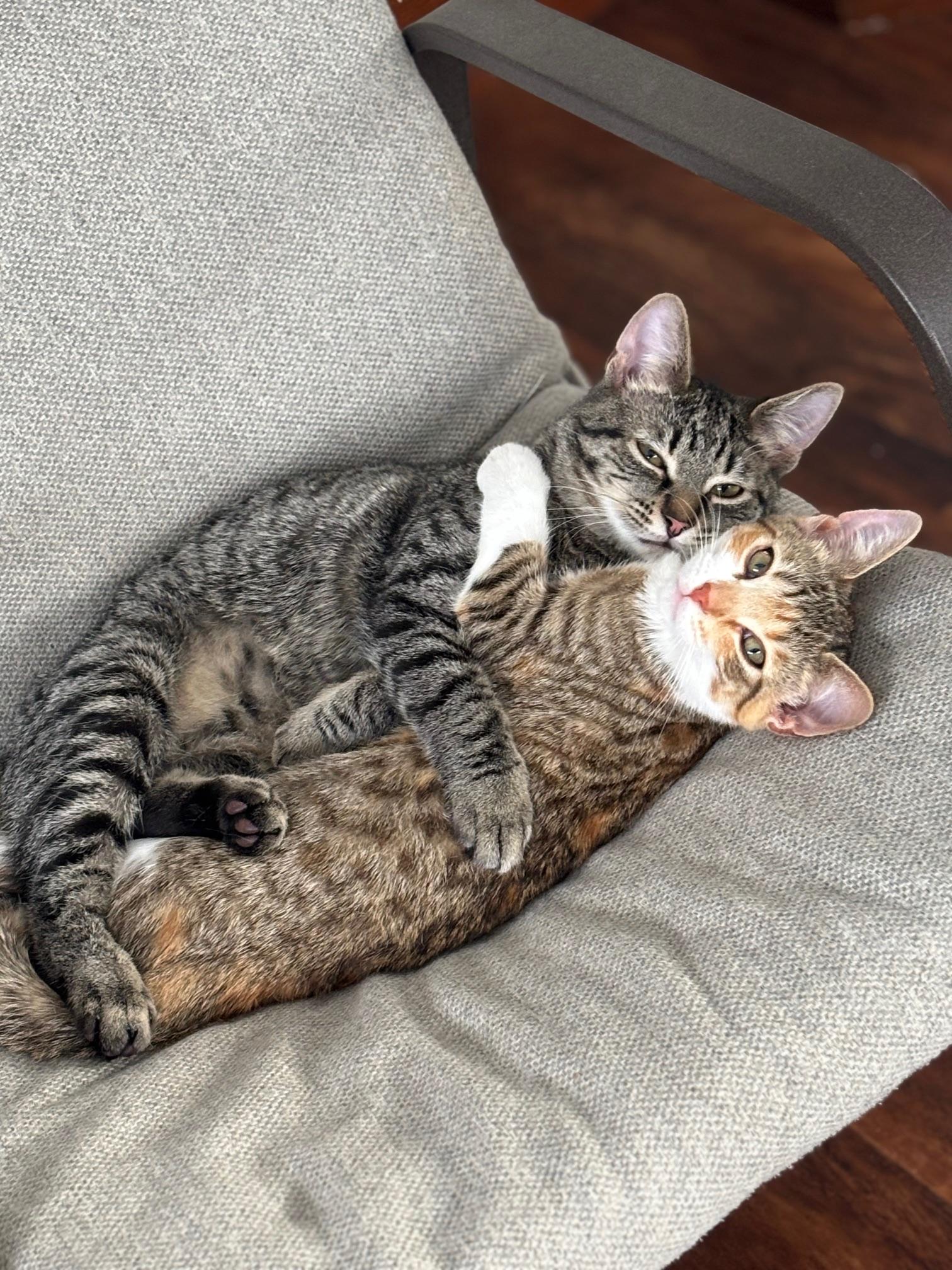 Enlarge Puff - irresistible little snuggly boy!, a ADOPTABLE Tabby in Neenah, WI image 2/6