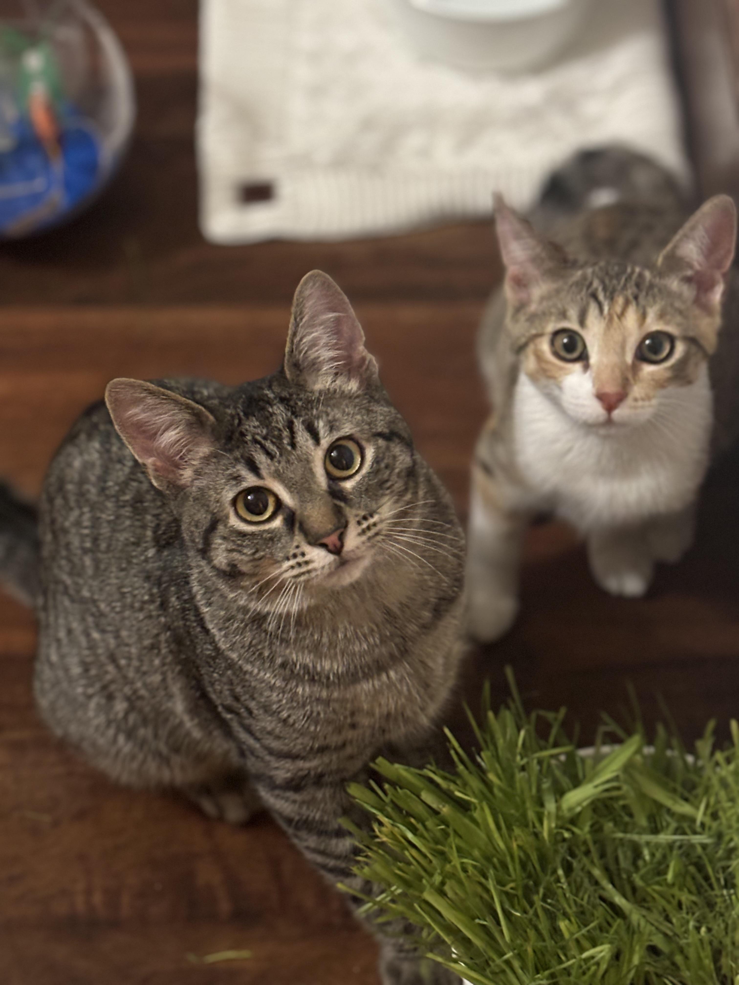 Enlarge Puff - irresistible little snuggly boy!, a ADOPTABLE Tabby in Neenah, WI image 3/6