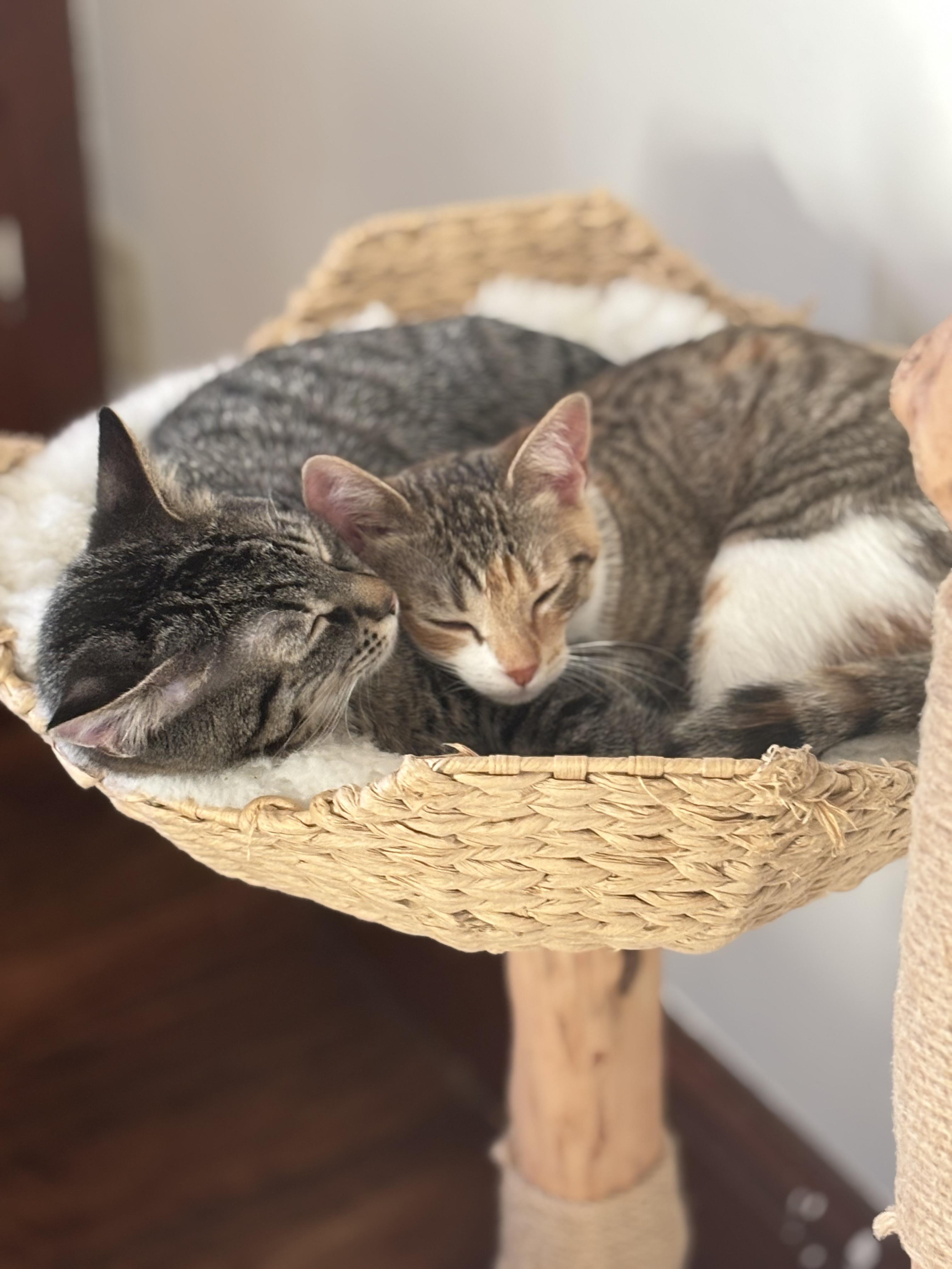 Enlarge Puff - irresistible little snuggly boy!, a ADOPTABLE Tabby in Neenah, WI image 4/6