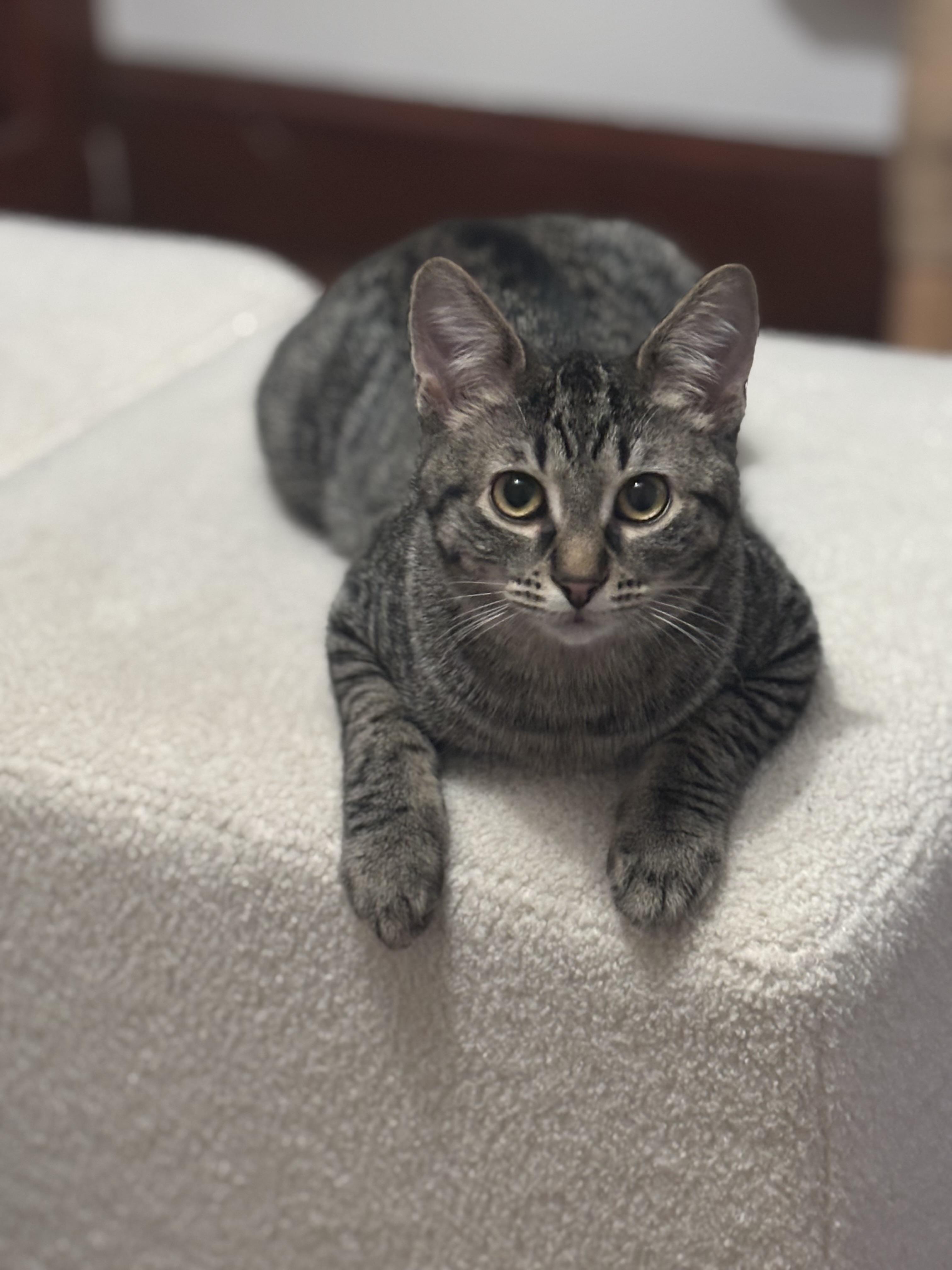 Enlarge Puff - irresistible little snuggly boy!, a ADOPTABLE Tabby in Neenah, WI image 1/6