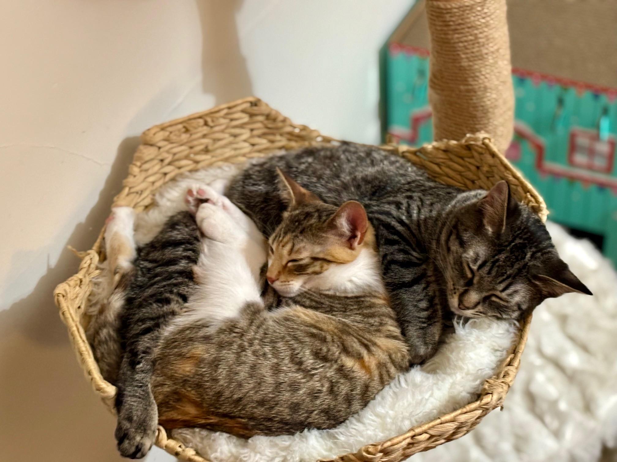 Enlarge Puff - irresistible little snuggly boy!, a ADOPTABLE Tabby in Neenah, WI image 5/6