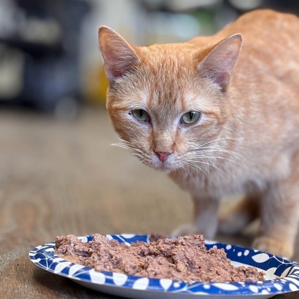 Noodles, Adoptable, Adult Female Domestic Short Hair.