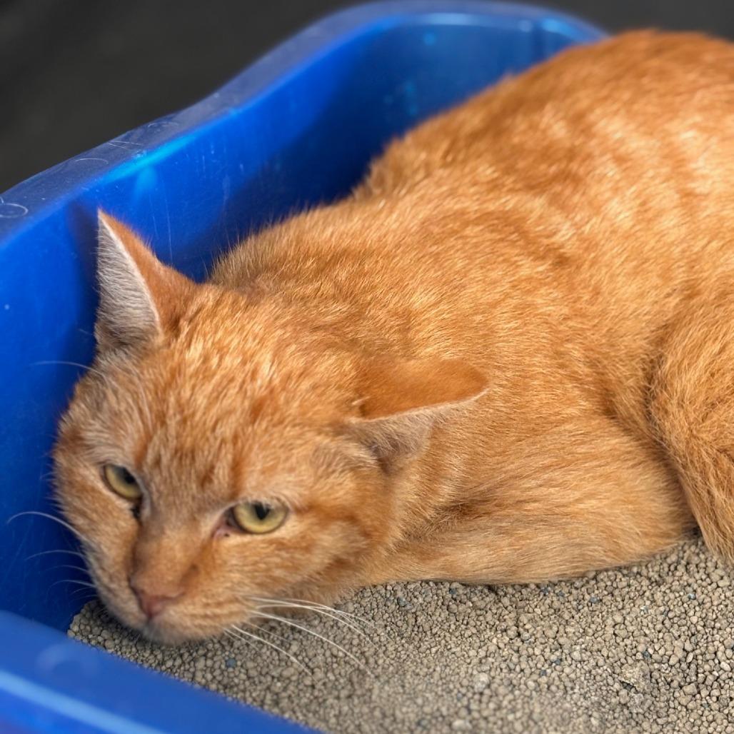 Enlarge Noodles, a Adoptable Domestic Short Hair in Midland, TX image 2/2