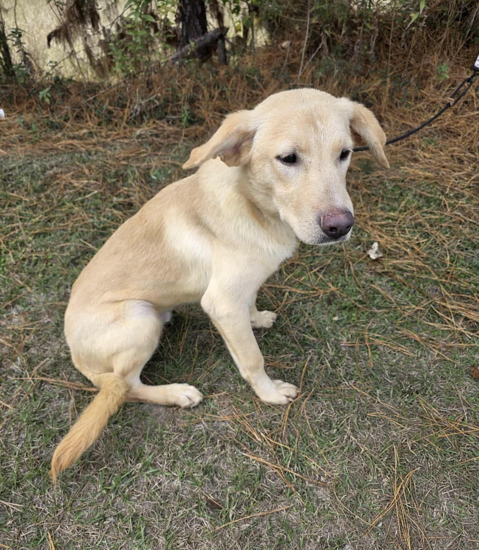 Enlarge Radish, a Adoptable mixed breed in Albion, MI image 5/6