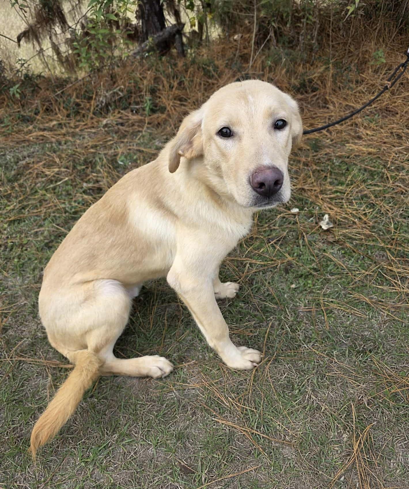 Enlarge Radish, a Adoptable mixed breed in Albion, MI image 2/6