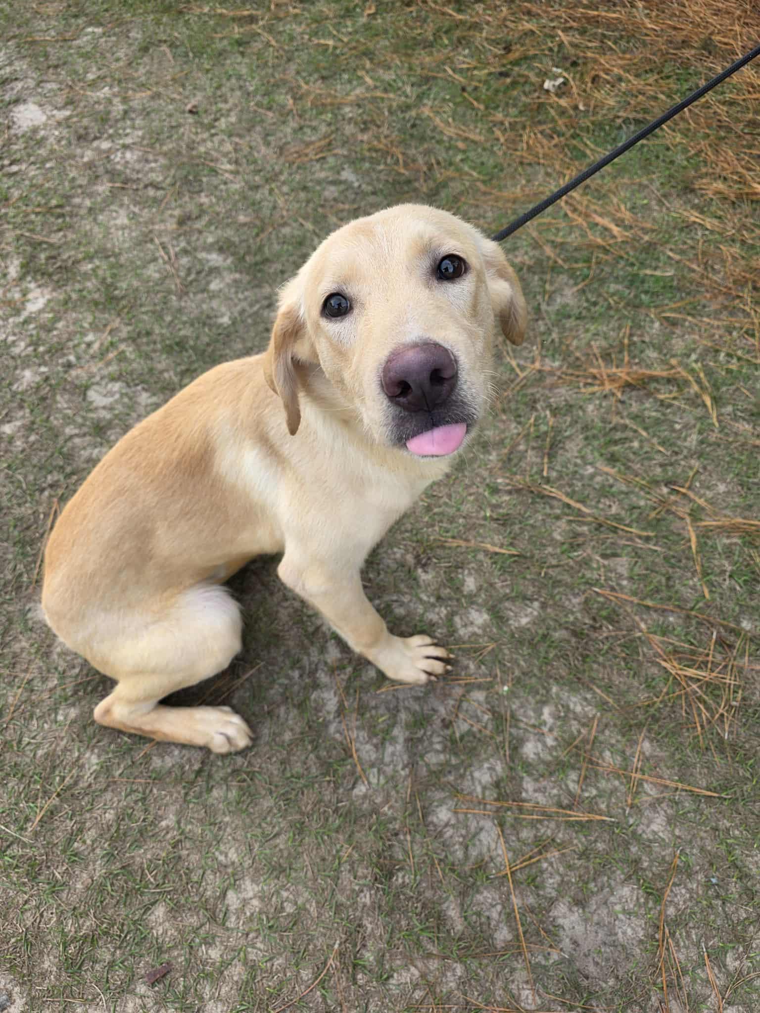 Enlarge Radish, a Adoptable mixed breed in Albion, MI image 4/6