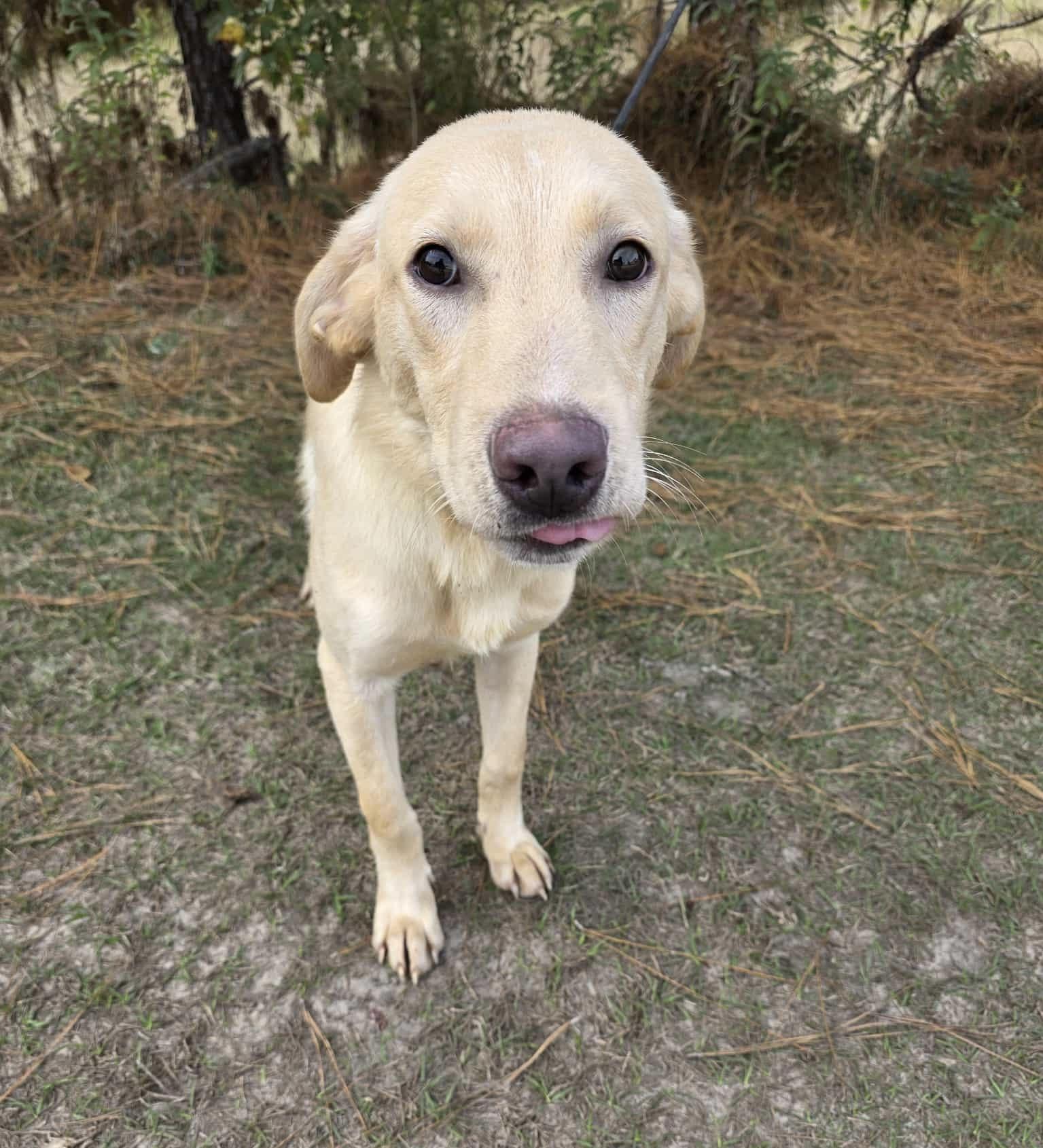 Enlarge Radish, a Adoptable mixed breed in Albion, MI image 3/6