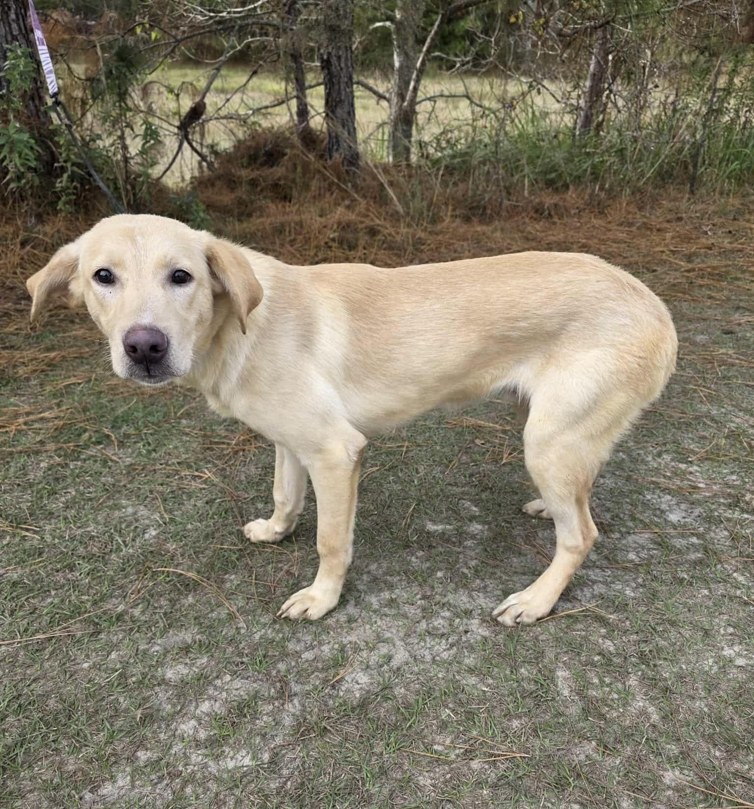Enlarge Radish, a Adoptable mixed breed in Albion, MI image 6/6