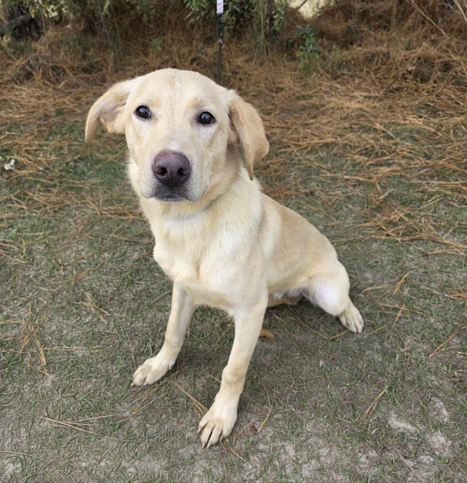 Radish, Adoptable, Young Male Labrador Retriever.