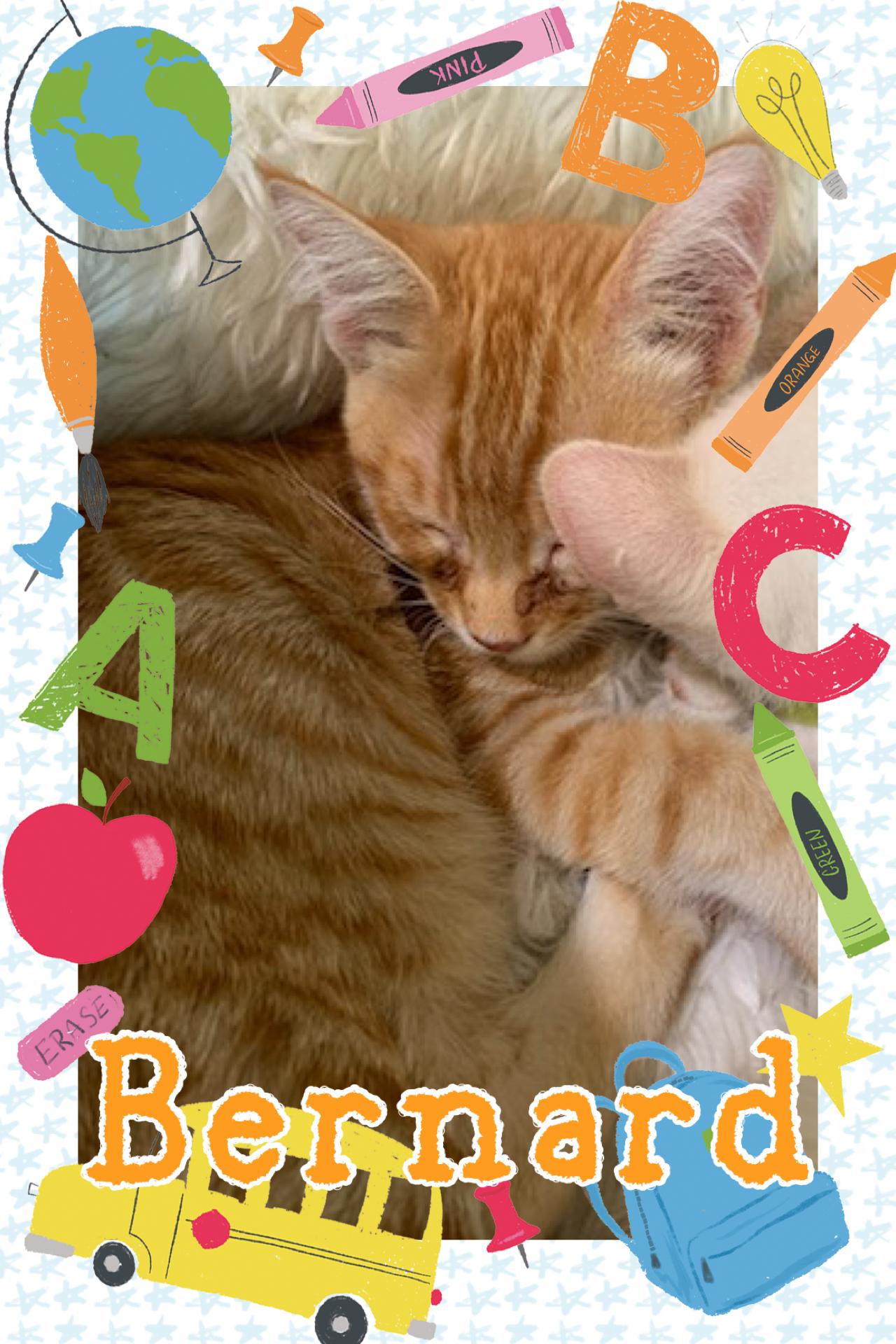 Bernard, ADOPTABLE, Kitten Male Tabby.
