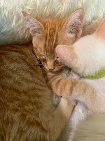 Enlarge Bernard, a ADOPTABLE Tabby in Pasco, WA image 3/3