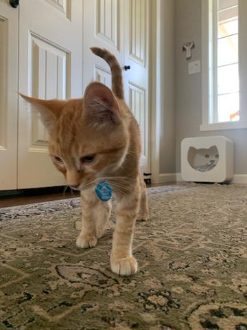 Enlarge Bernard, a ADOPTABLE Tabby in Pasco, WA image 2/3