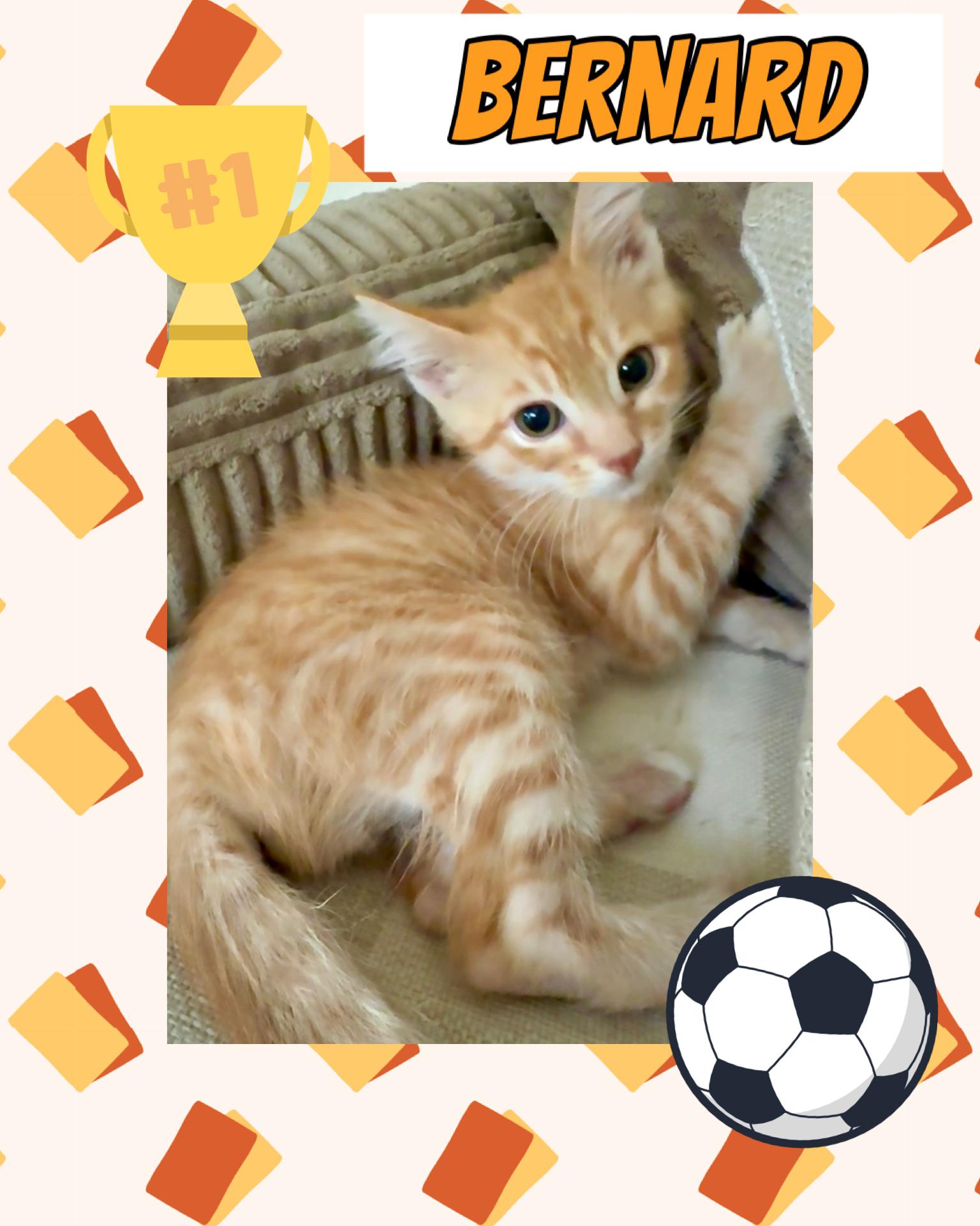 Bernard, ADOPTABLE, Kitten Male Tabby.