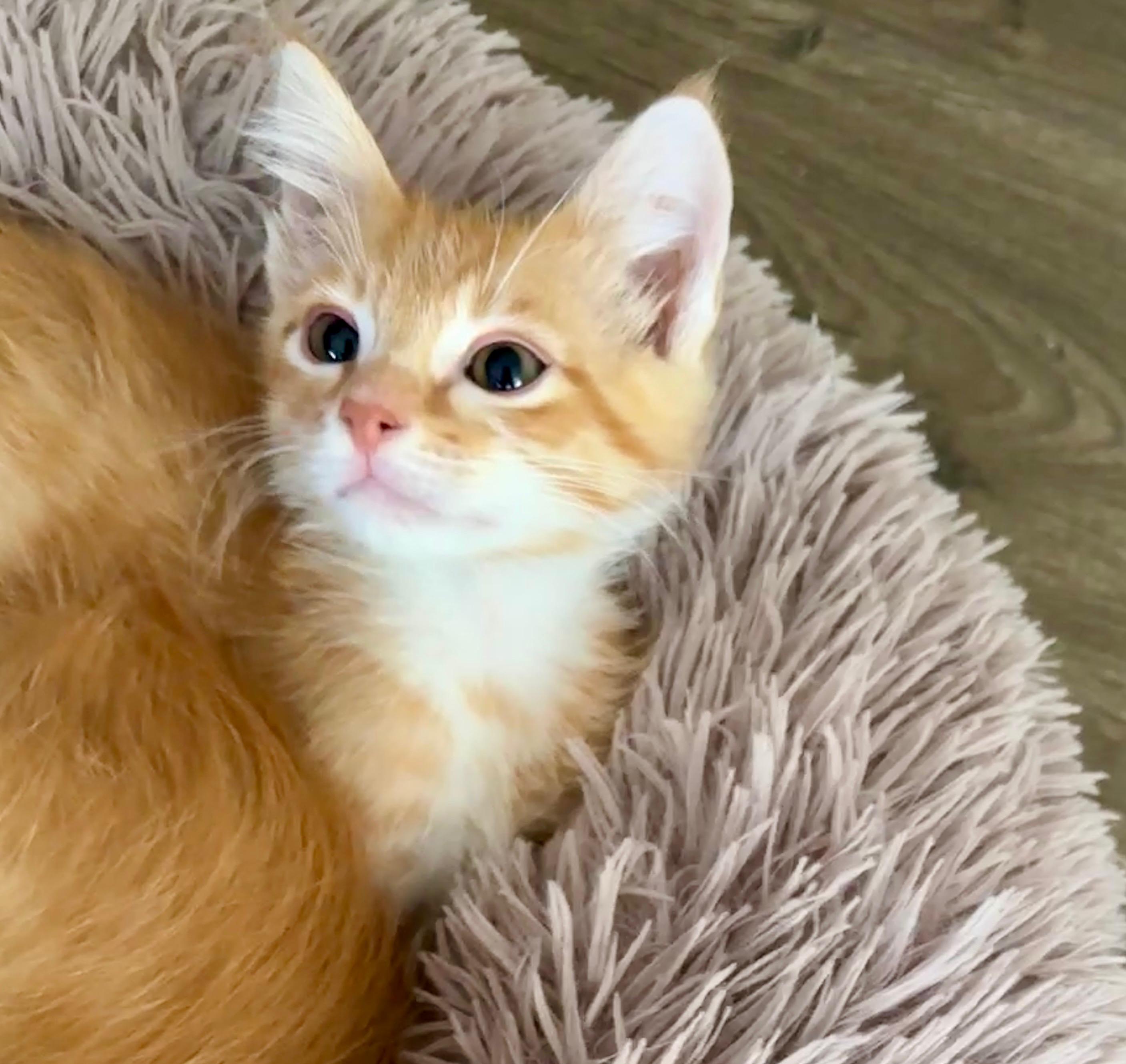 Bernard, a ADOPTABLE Tabby in Pasco, WA image 3/3