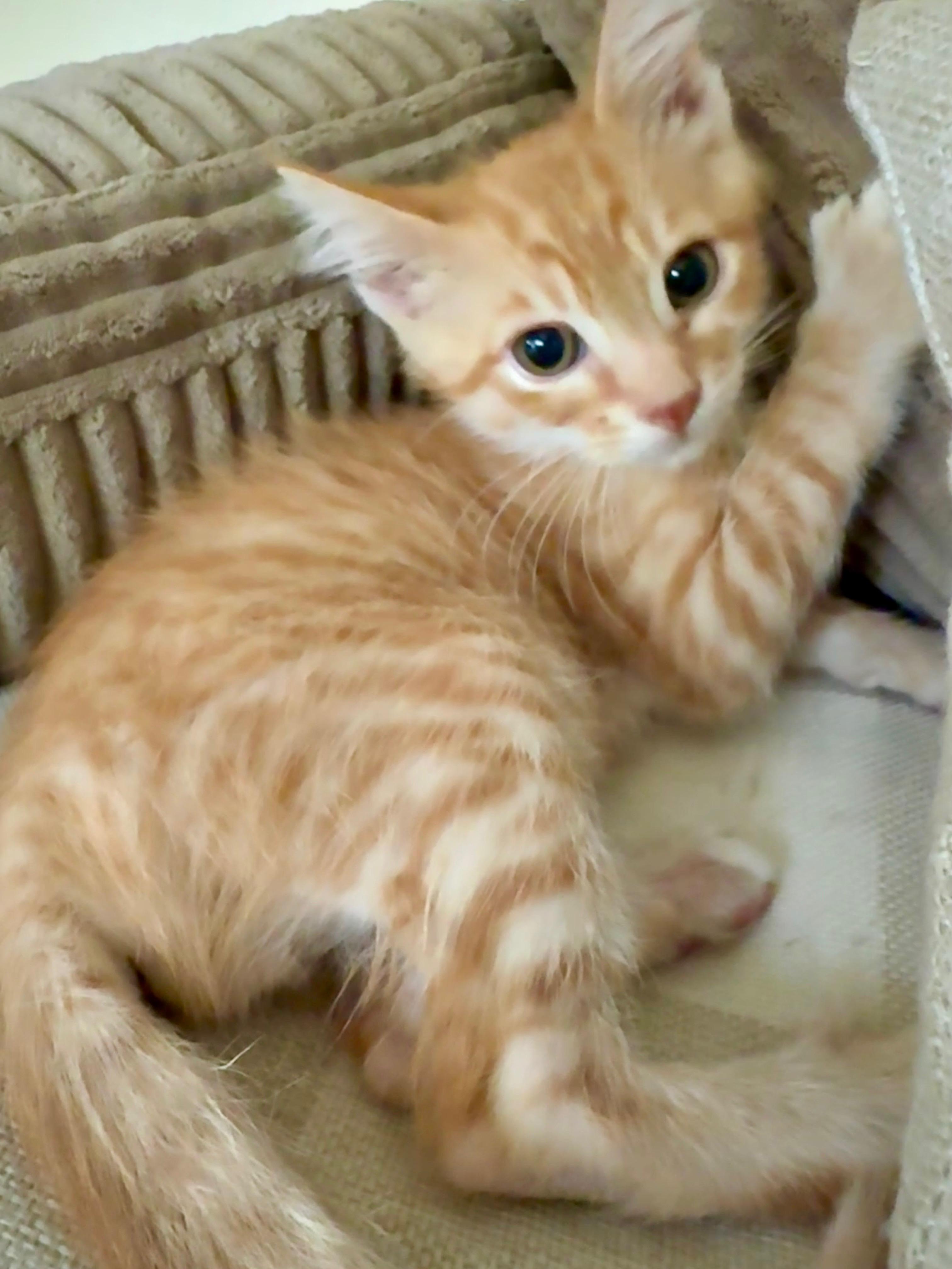 Bernard, a ADOPTABLE Tabby in Pasco, WA image 2/3
