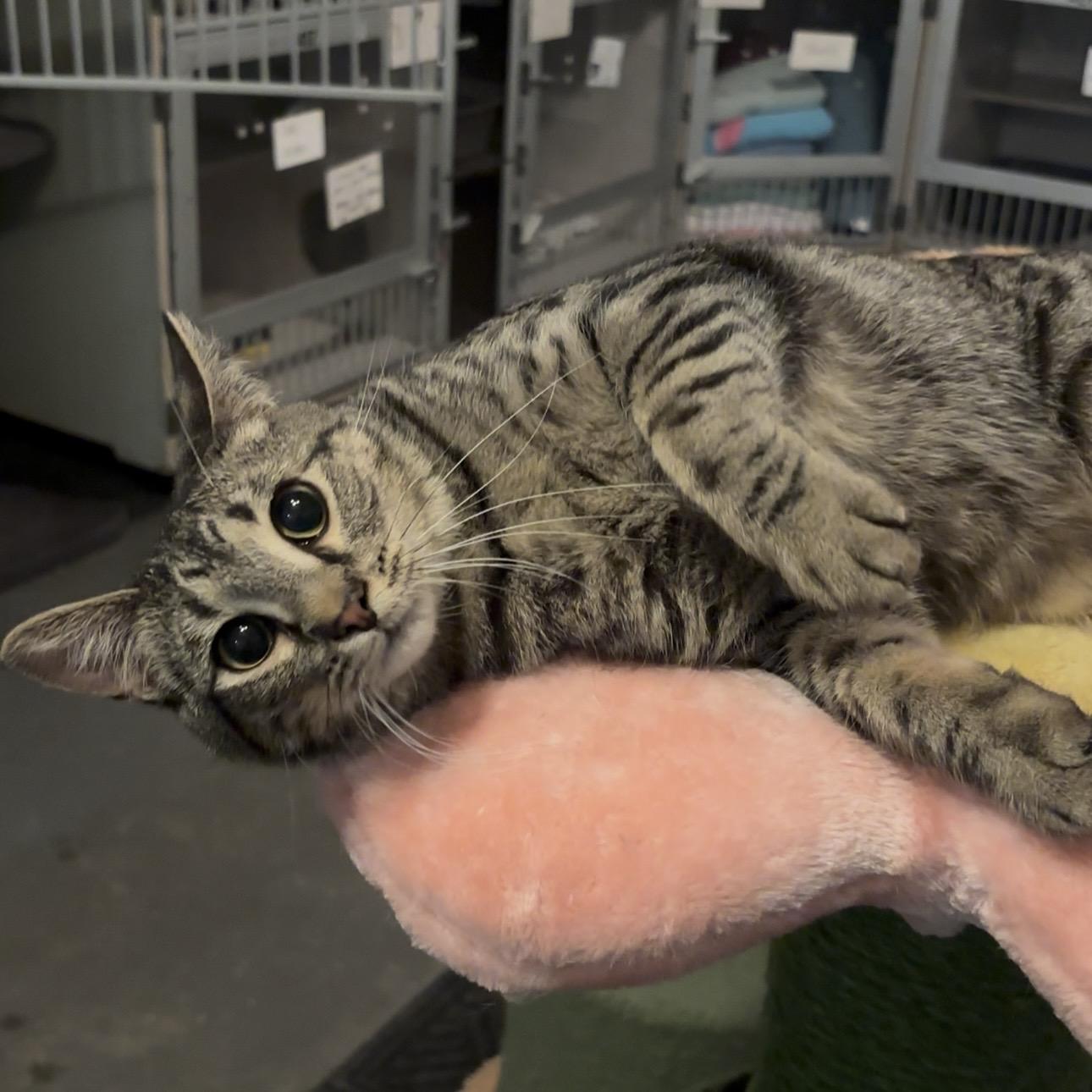 Enlarge Maggie, a ADOPTABLE Domestic Short Hair in Granite City, IL image 1/2