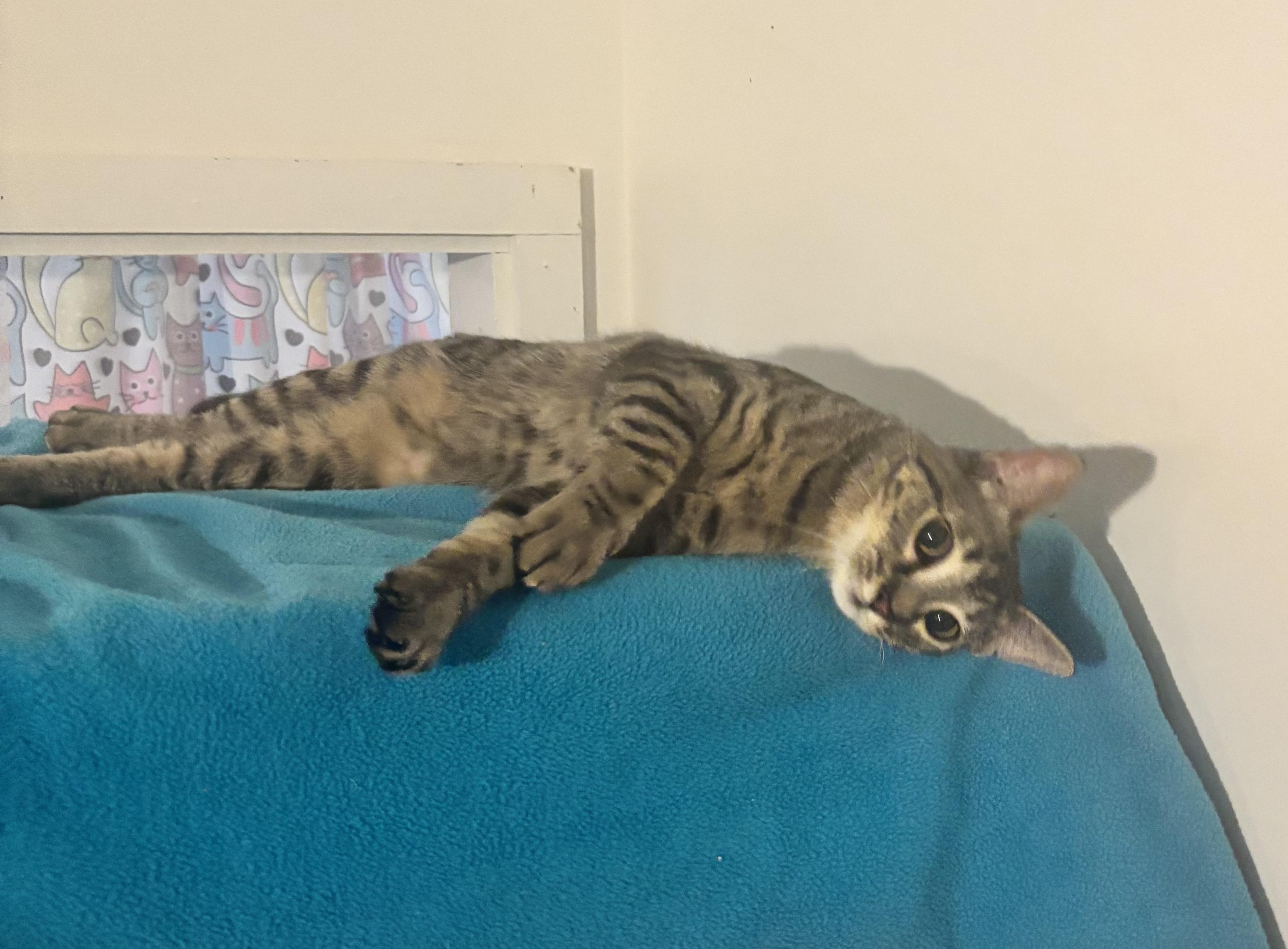 Maggie, ADOPTABLE, Young Female Domestic Short Hair.