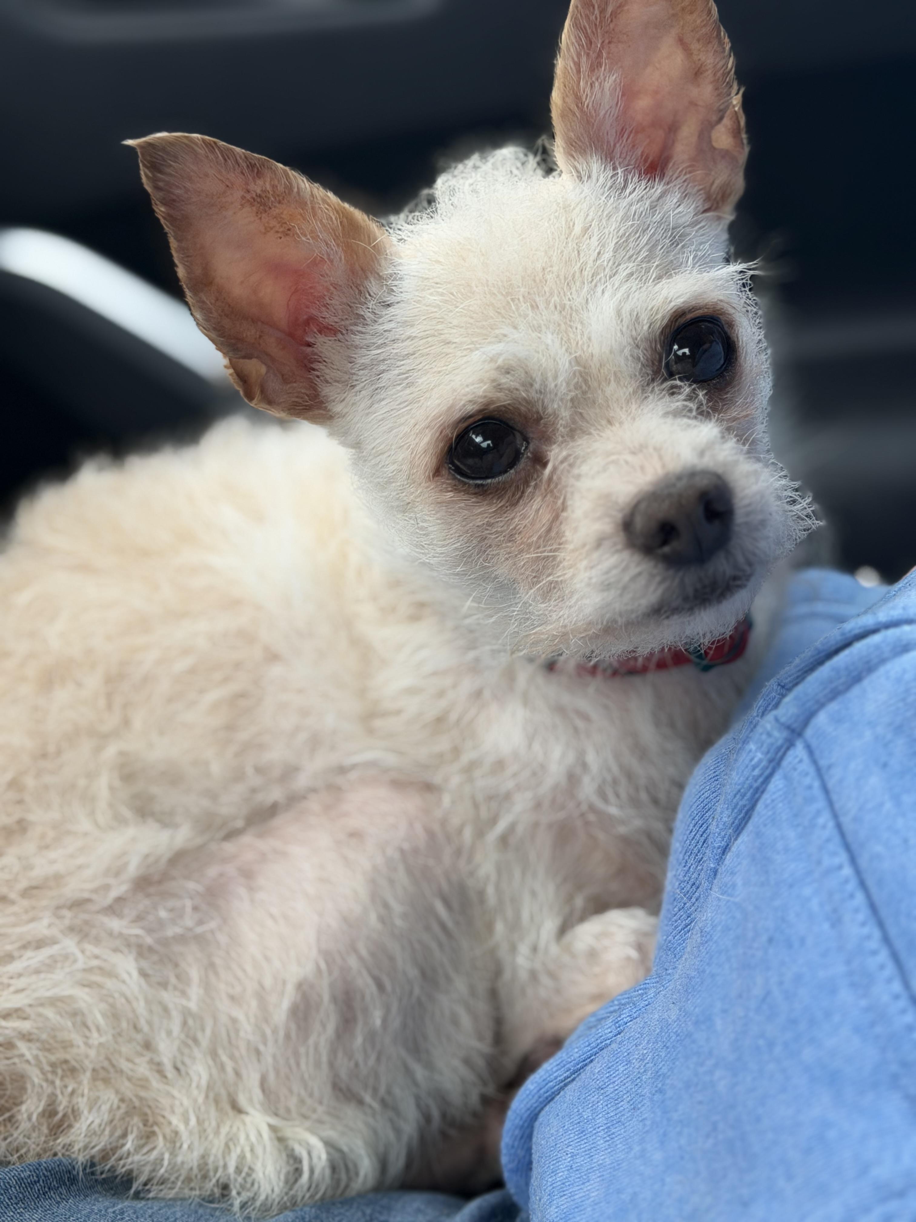 Scotty, Adoptable, Young Male Chihuahua & Poodle.