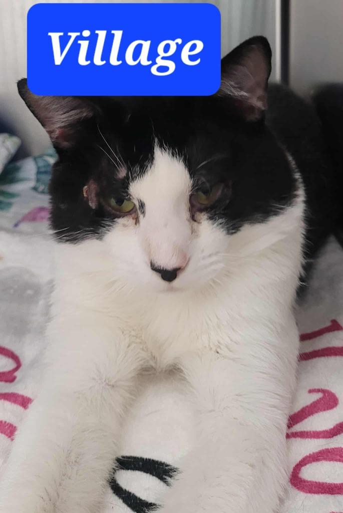 Enlarge Village, a Adoptable mixed breed in Republic, MO image 1/2