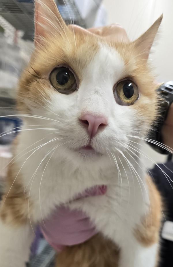 Montana, Adoptable, Senior Male Domestic Short Hair.