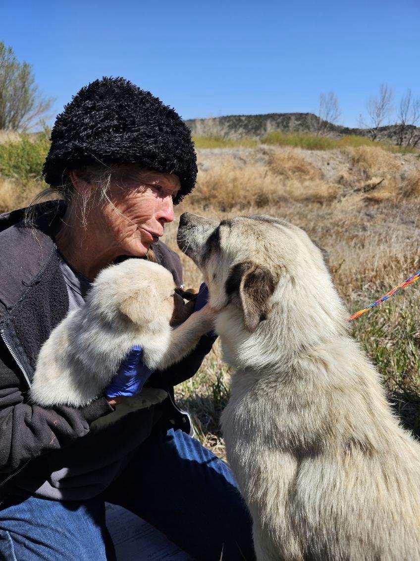 Enlarge Cheyenne, a Adopted mixed breed in San Luis, CO image 6/6