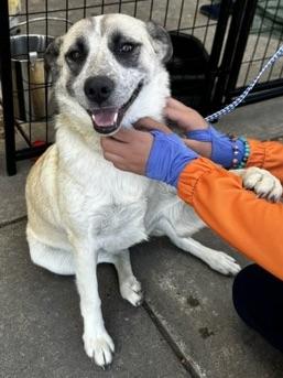 Enlarge Cheyenne, a Adopted mixed breed in San Luis, CO image 2/6