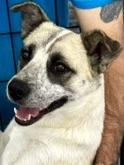 Cheyenne, Adopted, Adult Female Anatolian Shepherd & Australian Cattle Dog / Blue Heeler.