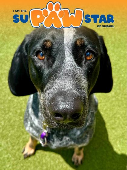 Jaeger, a Adoptable mixed breed in Wichita, KS image 2/3