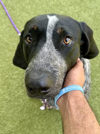 Jaeger, a Adoptable mixed breed in Wichita, KS image 3/3