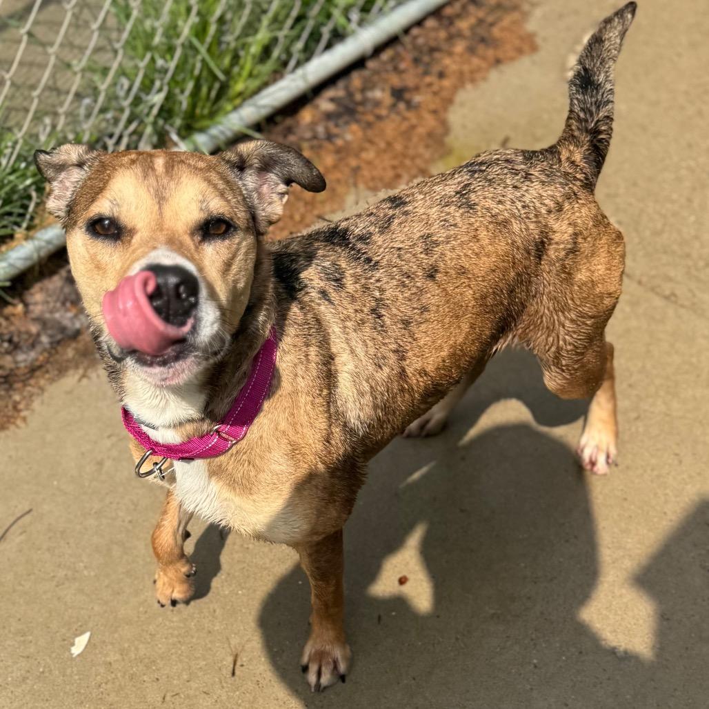 Bambi, a Adoptable mixed breed in Shinnston, WV image 1/4