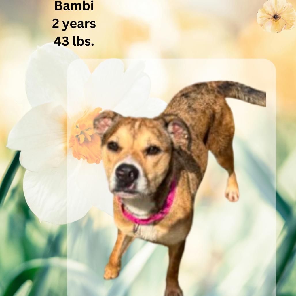Bambi, a Adoptable mixed breed in Shinnston, WV image 3/4