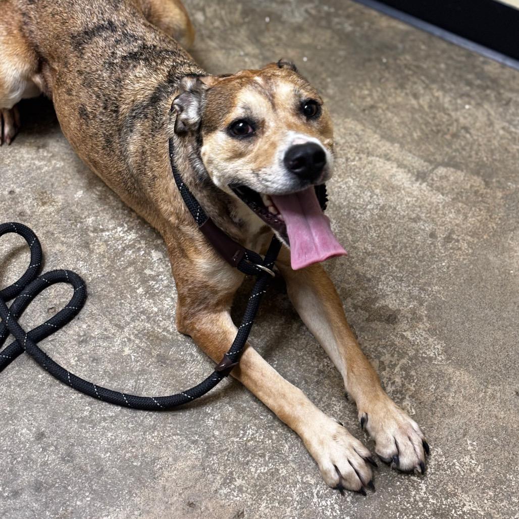 Enlarge Bambi, a Adoptable mixed breed in Shinnston, WV image 2/2