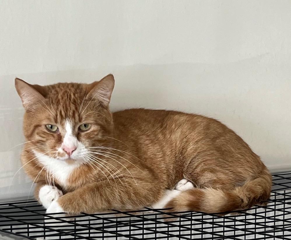 Enlarge Tange, a Adoptable mixed breed in Brookings, OR image 1/1