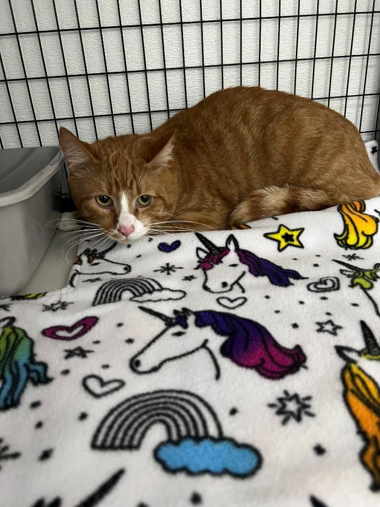 Tange, Adoptable, Young Male Domestic Short Hair.