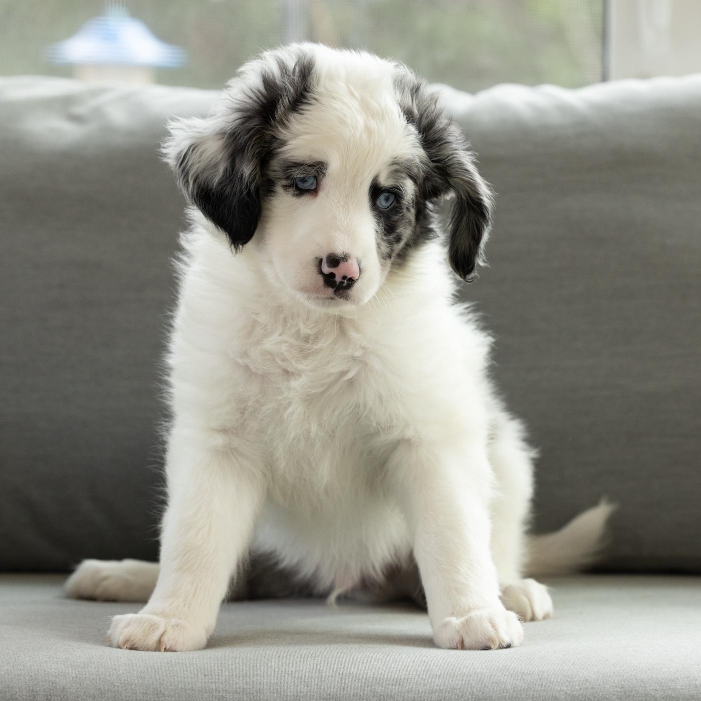 Koala, ADOPTABLE, Puppy Male Australian Shepherd.