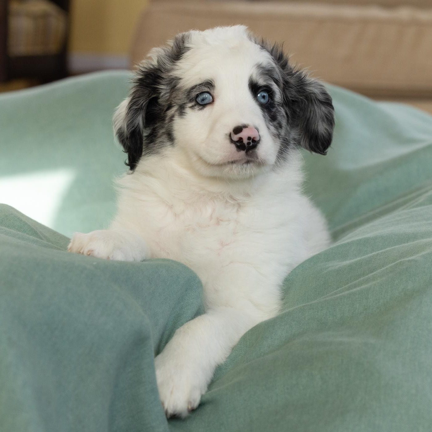 Koala, a ADOPTABLE mixed breed in Midlothian, VA image 2/3