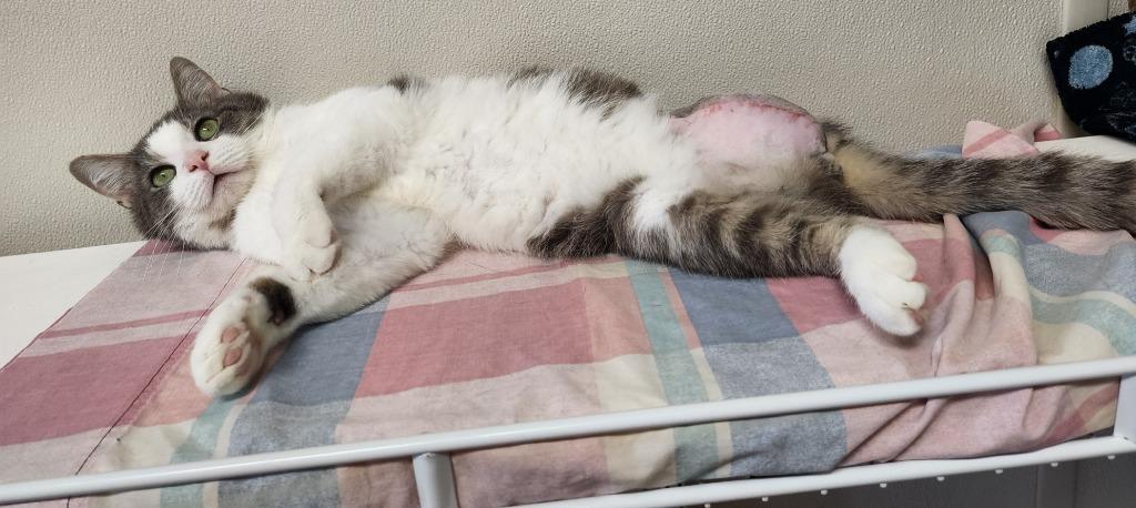 Survivor thumbnail 2