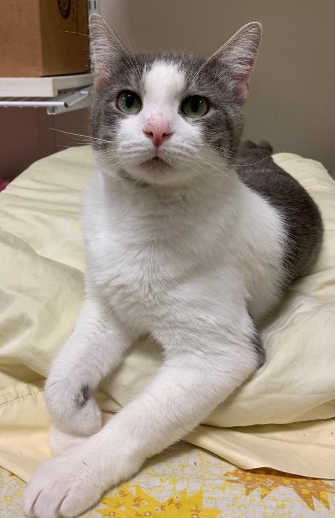 Survivor, a Adoptable mixed breed in Fremont, OH image 1/3
