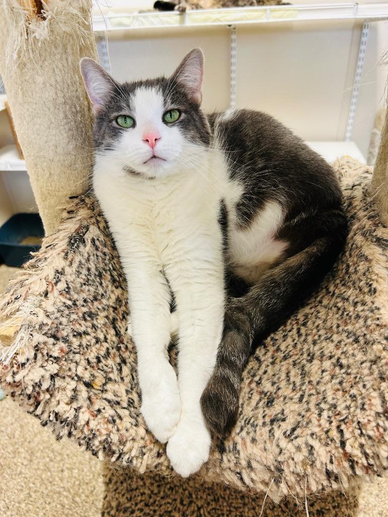 Survivor, a Adoptable mixed breed in Fremont, OH image 2/3